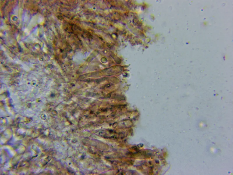 Calocybe chrysenteron 10 - Basidios